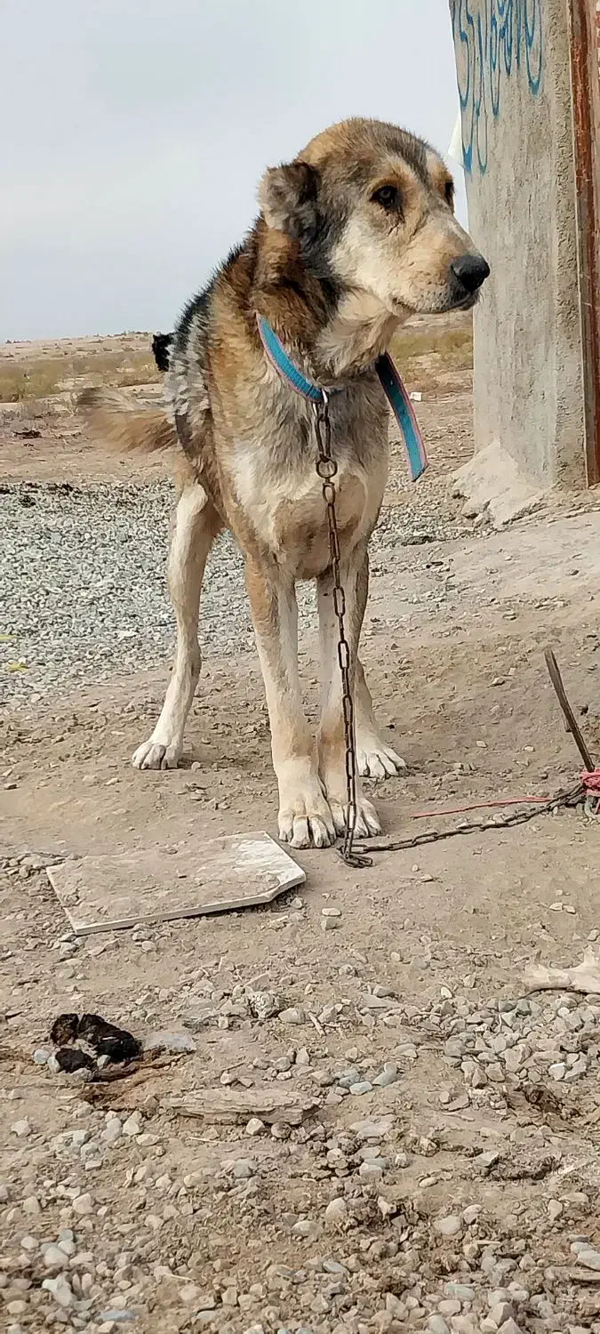نرسگ پژدرواگذاری قهدرجانی سرابی نگهبان گله ای توله|سگ|جوادآباد, |دیوار