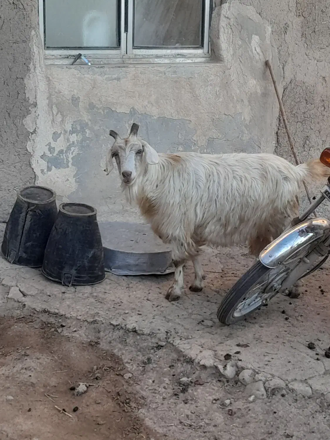 بز ماده|حیوانات مزرعه|ثمرین, |دیوار