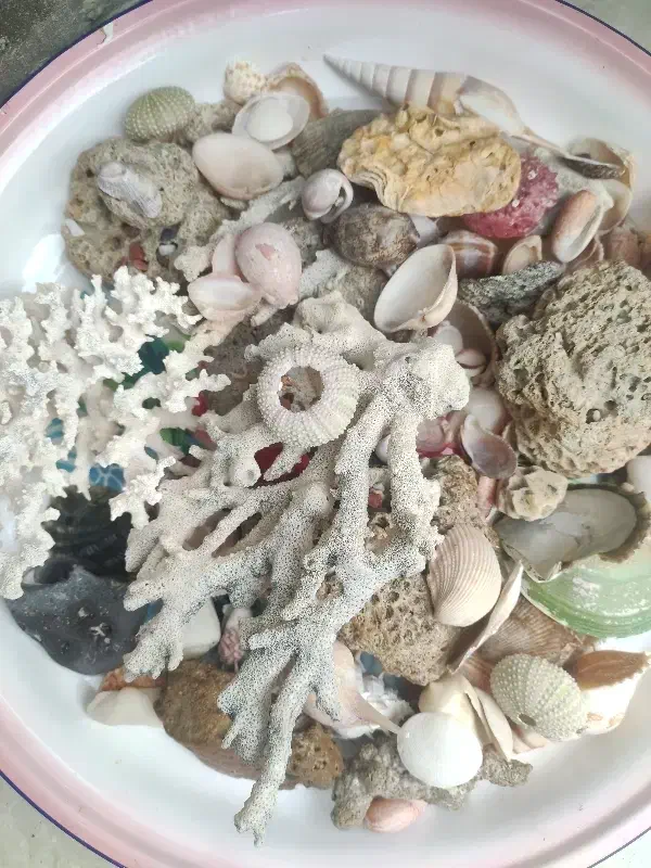 آکواریوم ماهی|ماهی|قشم, |دیوار