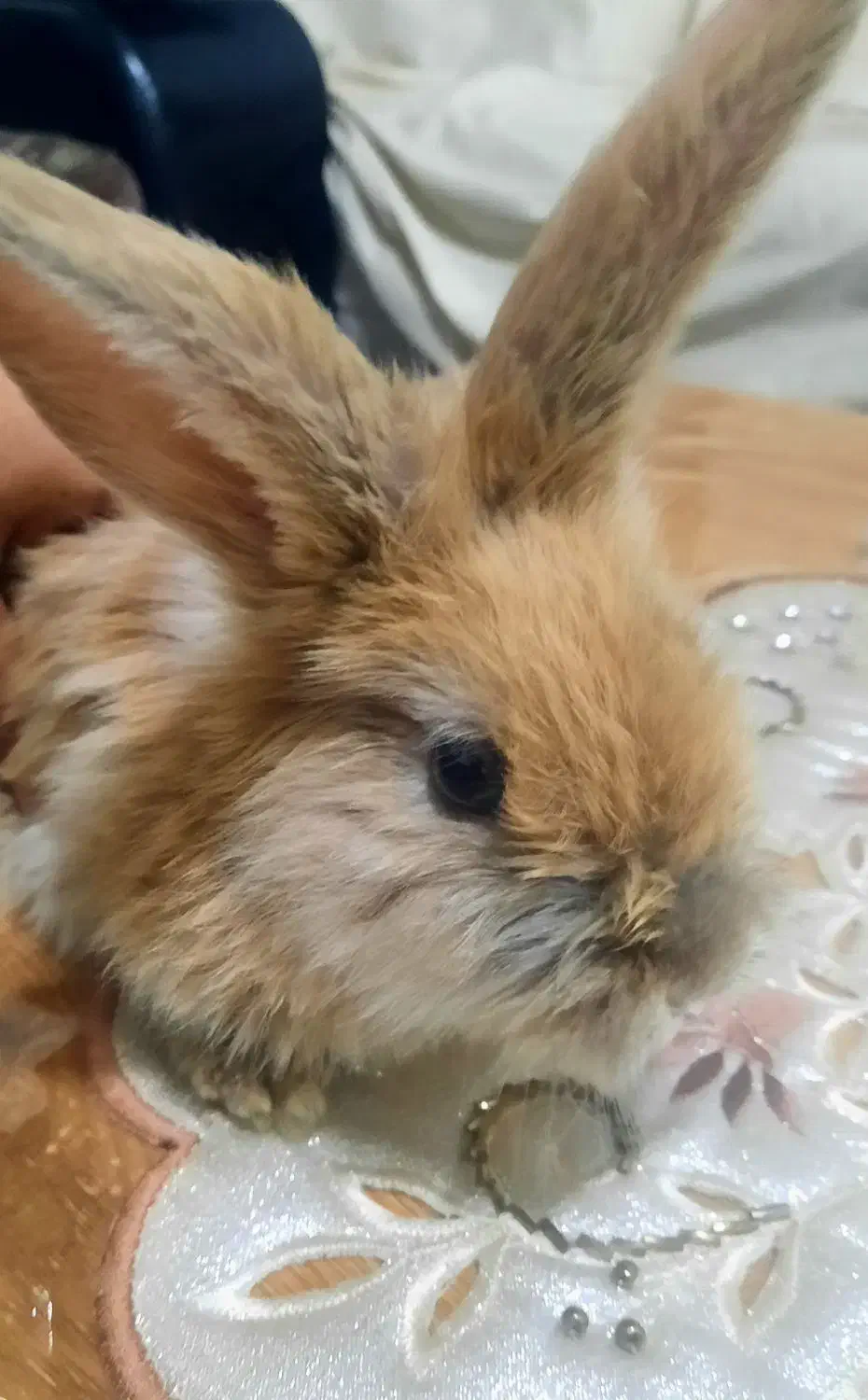 خرگوش لوپ|موش و خرگوش|ارومیه, |دیوار