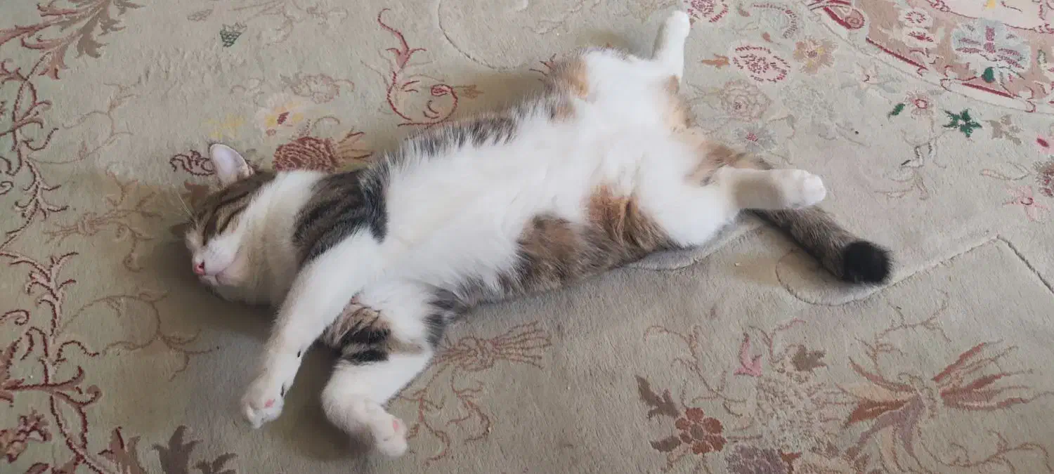 واگذاری گربه|گربه|صدرا-فارس, فاز ۱|دیوار