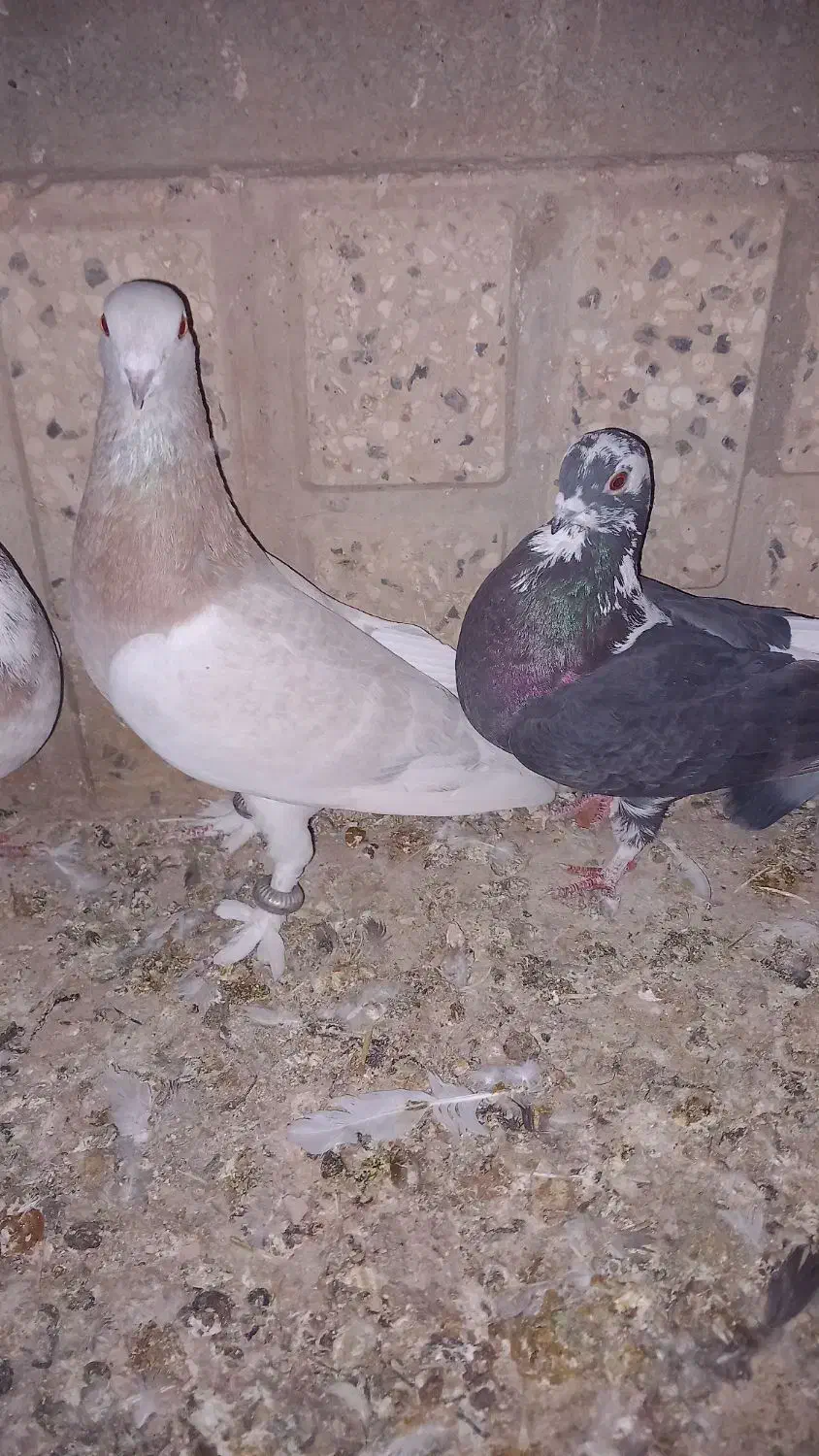 کفتر پرشی وجفتگاه|پرنده|باشتین, |دیوار