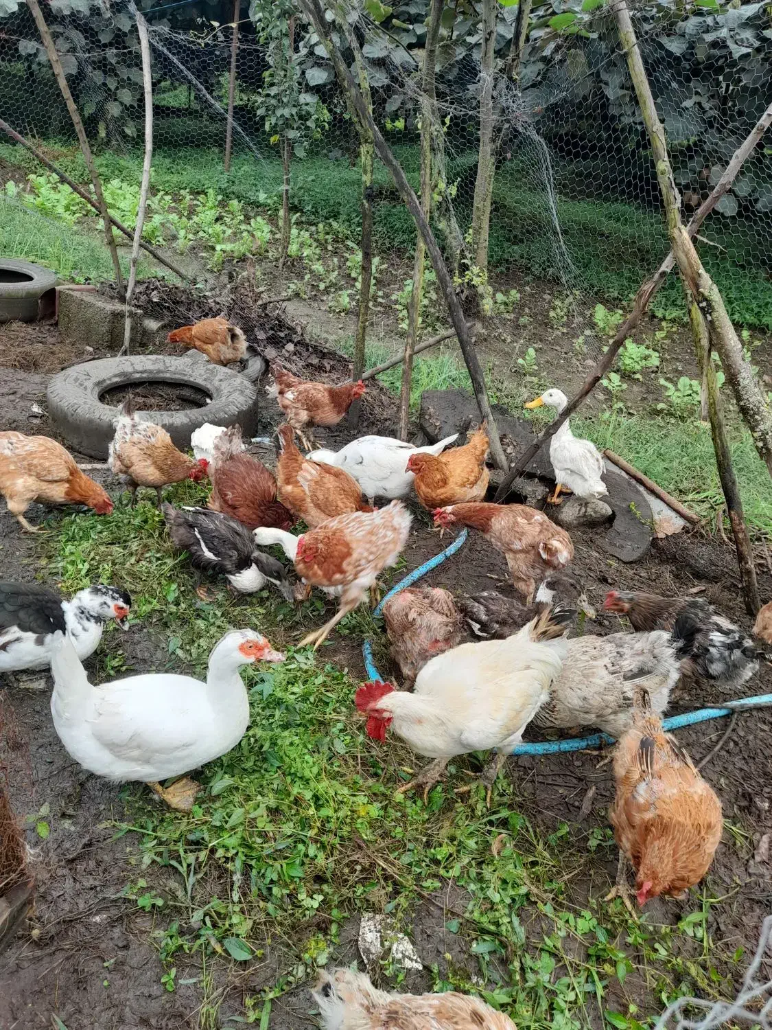 حیوانات|حیوانات مزرعه|چابکسر, |دیوار