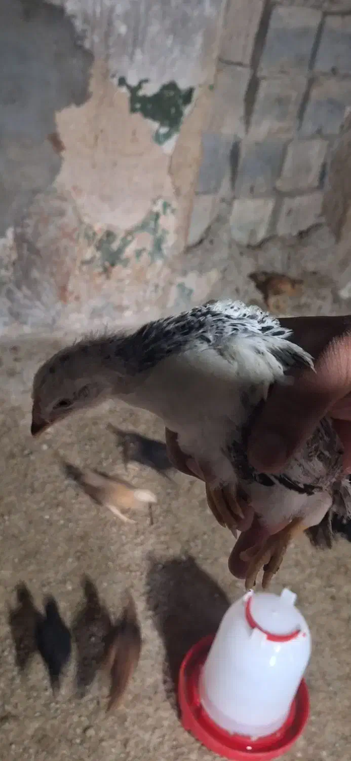 جوجه مرغ محلی ۴۰ روزه|حیوانات مزرعه|جم, |دیوار