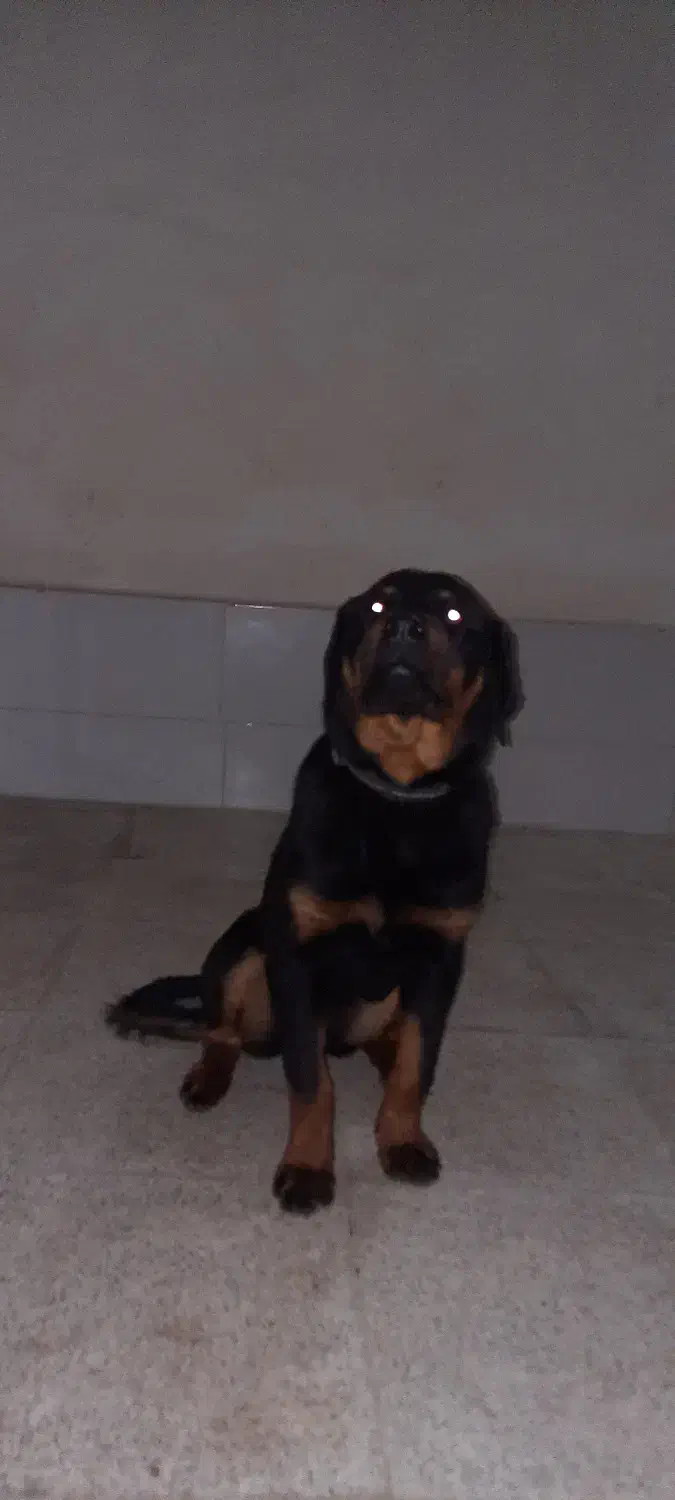 واگذاری توله رتوایلر ماده|سگ|پاکدشت, پاکدشت (مامازند)|دیوار