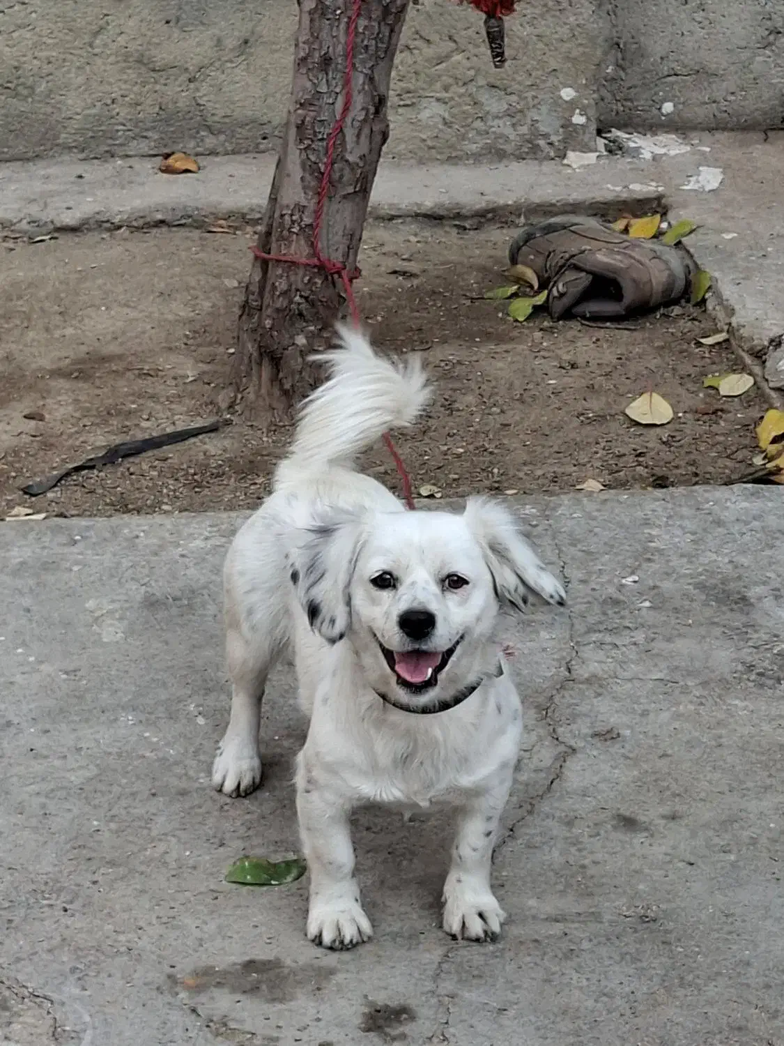 سگ پاکوتاه.سگ|سگ|اسدآباد, |دیوار