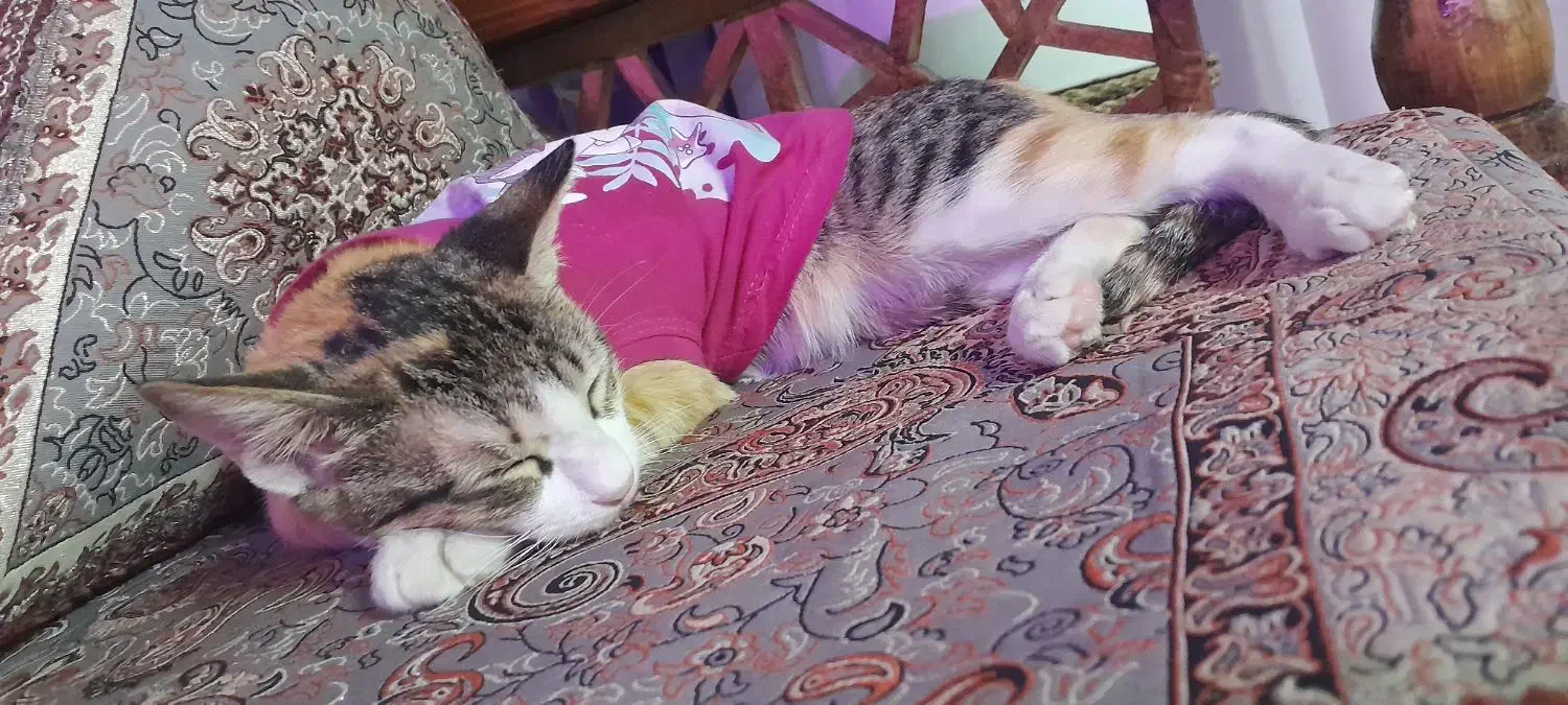 واگذاری گربه|گربه|پاکدشت, پاکدشت (مامازند)|دیوار