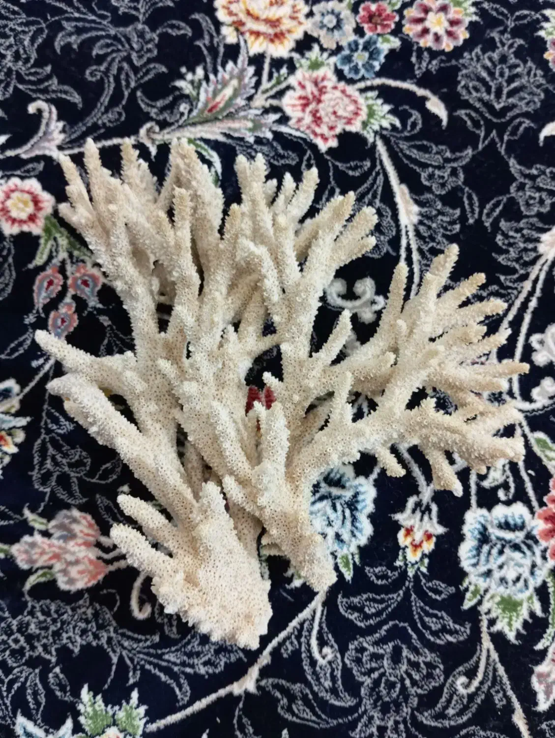 مرجان|ماهی|بندرعباس, |دیوار