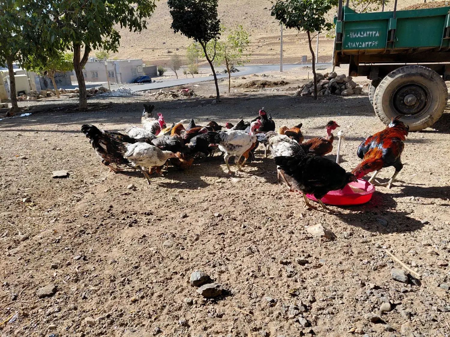 جوجه مرغ و خروس|حیوانات مزرعه|کرمانشاه, |دیوار