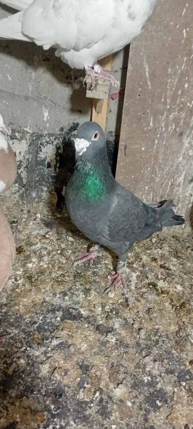 کبوتر|حیوانات|رفسنجان, |دیوار