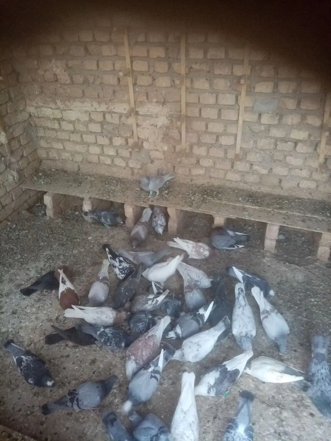 تعدادی کبوتر فروشی|پرنده|فرح دشت, |دیوار