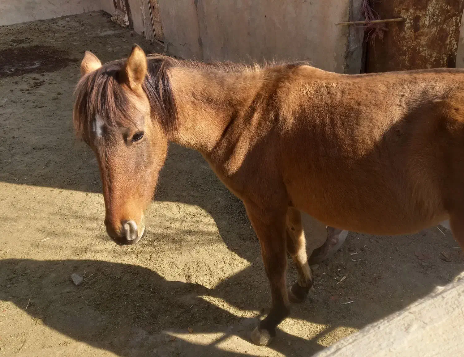 اسب نریان|اسب و تجهیزات اسبسواری|بشاریات, |دیوار