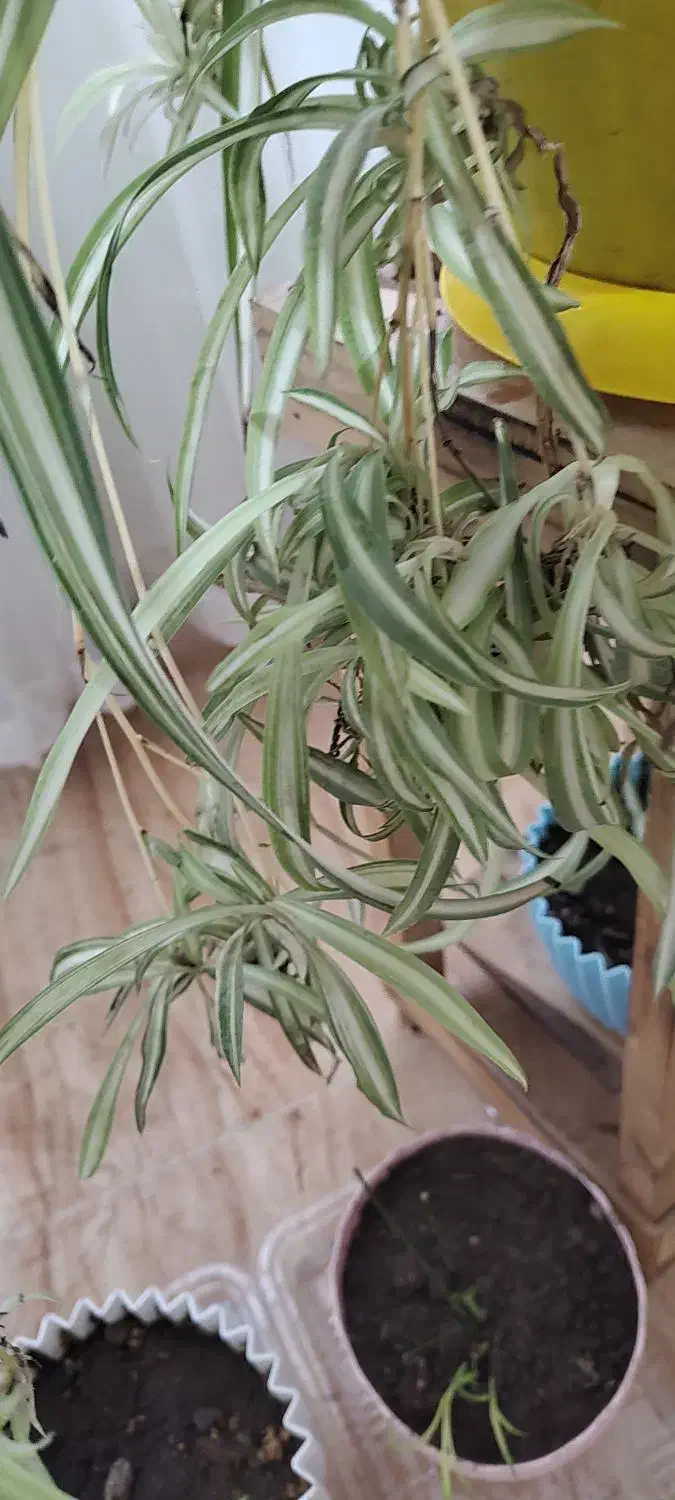 گل گندمی|گل و گیاه طبیعی|نیشابور, شهرک رسولی|دیوار