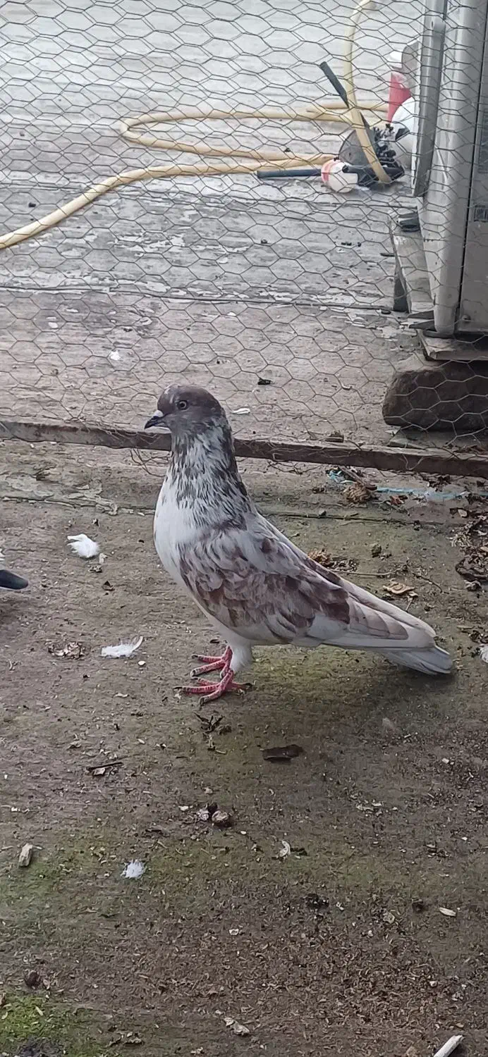 کبوتر تکپر وپرشی|پرنده|گرگان, |دیوار