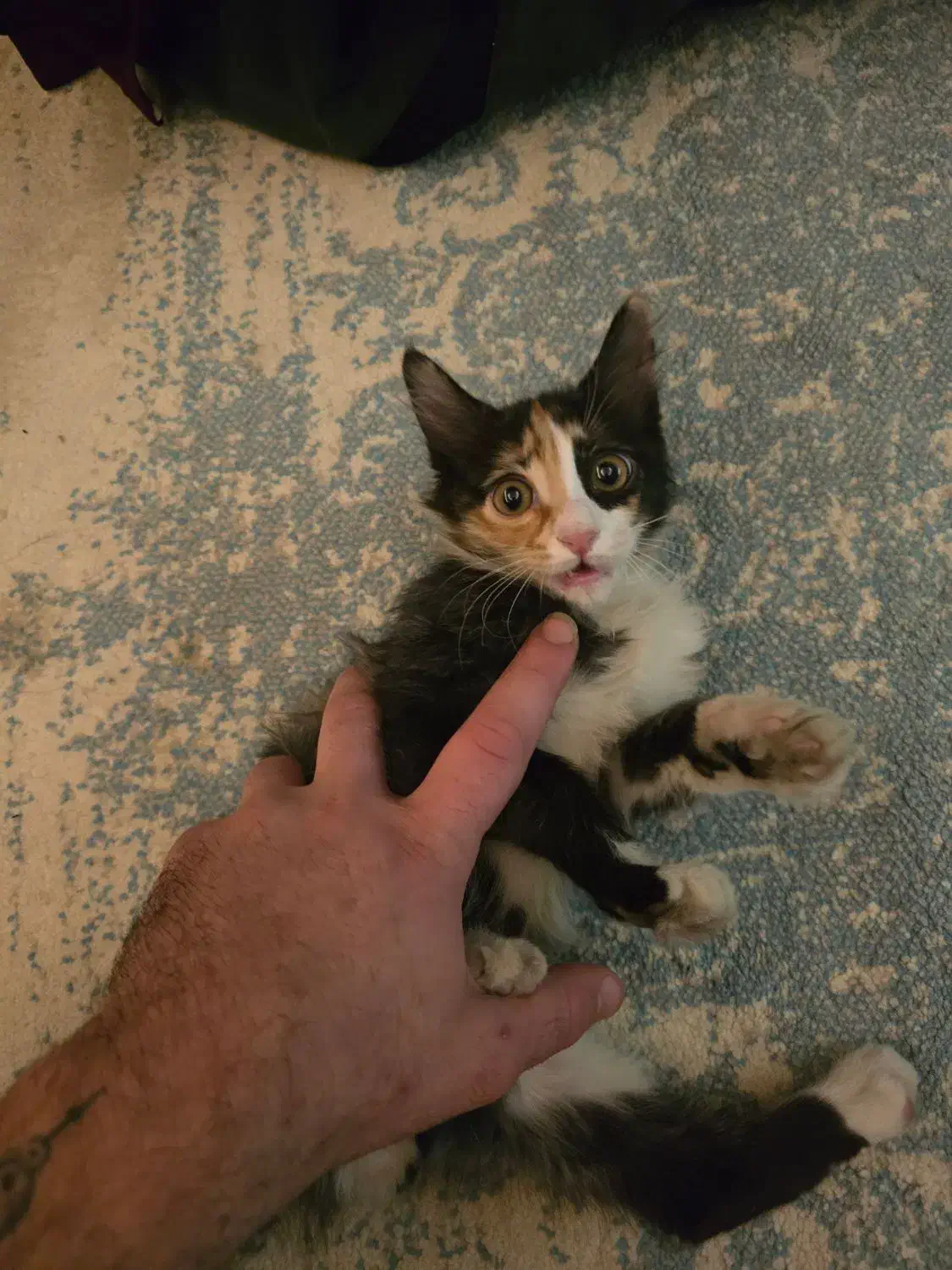 حیوان خانگی|گربه|تهران, تختی|دیوار