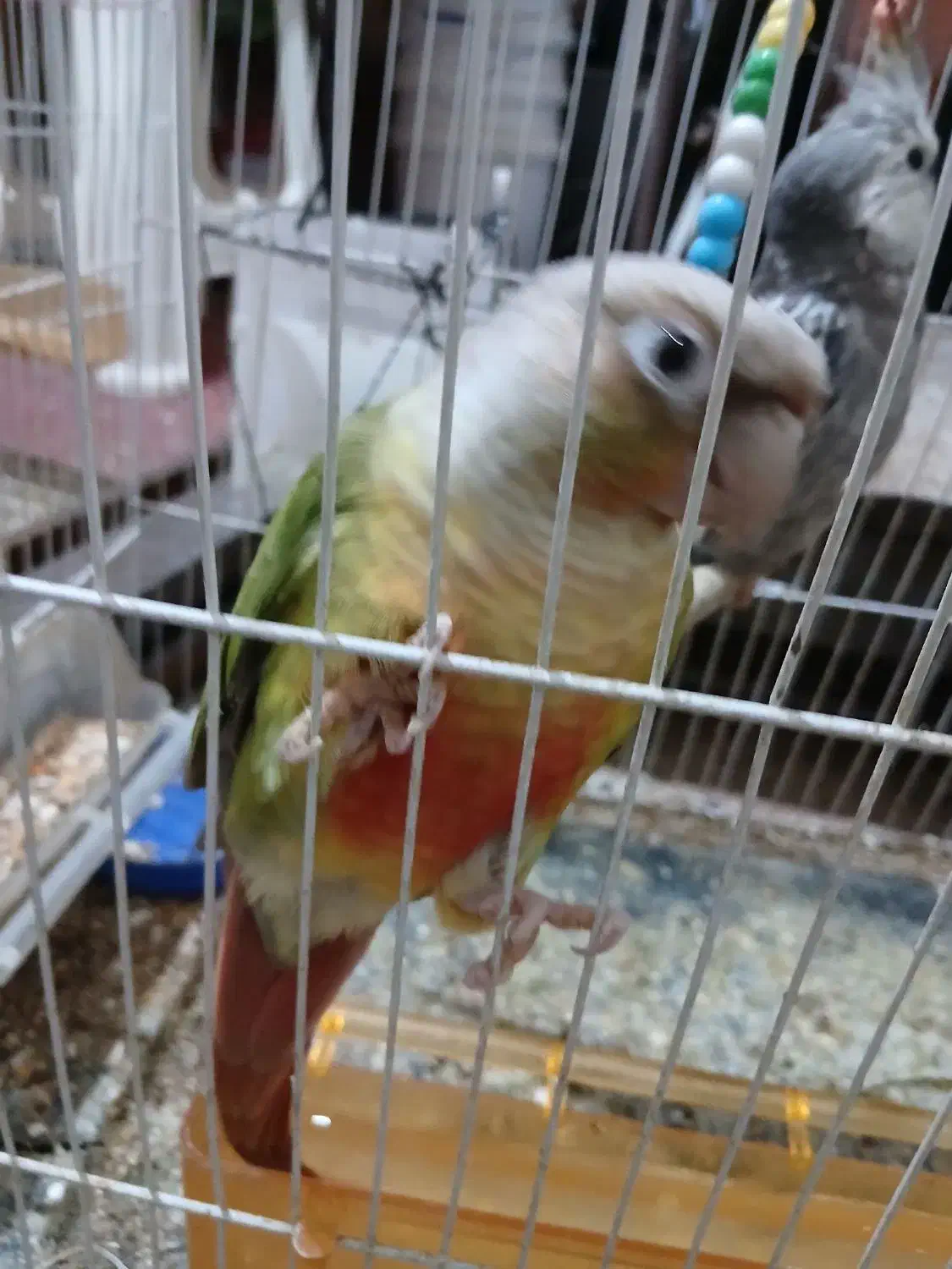 طوطی گرینچینگ و عروس هلندی|پرنده|بیرجند, |دیوار