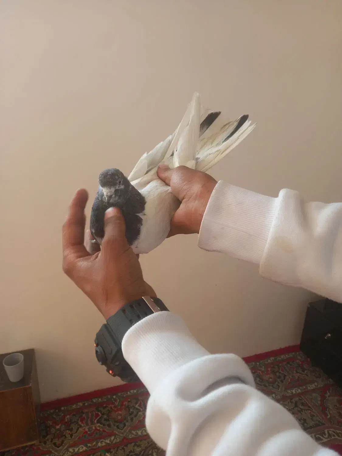 سه عدد تهرانی درجه یک|پرنده|بروجرد, |دیوار