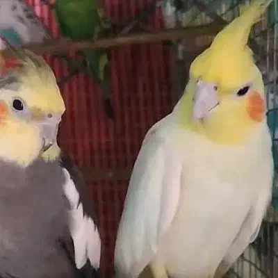 فروش فوری ۱ جفت عروس هلندی نر و ماده|پرنده|آبیک, |دیوار