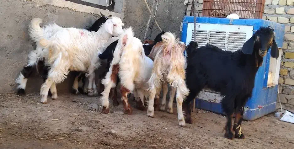 بزغاله نر  چاق گوشتی داشتی|حیوانات مزرعه|قدس, شهر‌قدس|دیوار