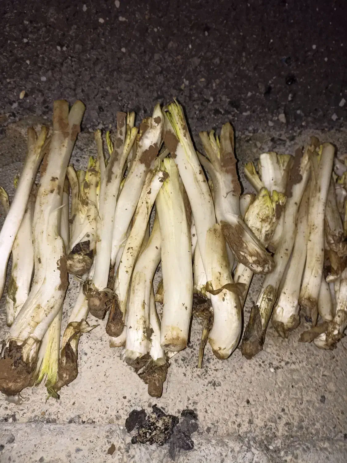 کنگر|خوردنی و آشامیدنی|سنقر, |دیوار