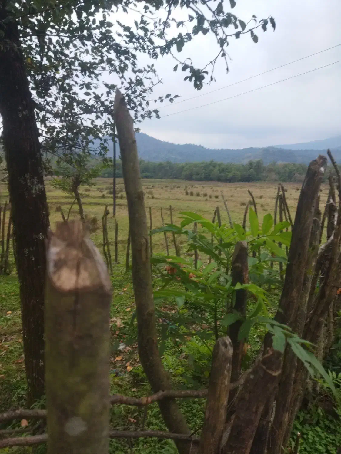 730متر باغی مسکونی دوبر گیلان شفت والیسرا|فروش زمین و ملک کلنگی|احمدسرگوراب, |دیوار