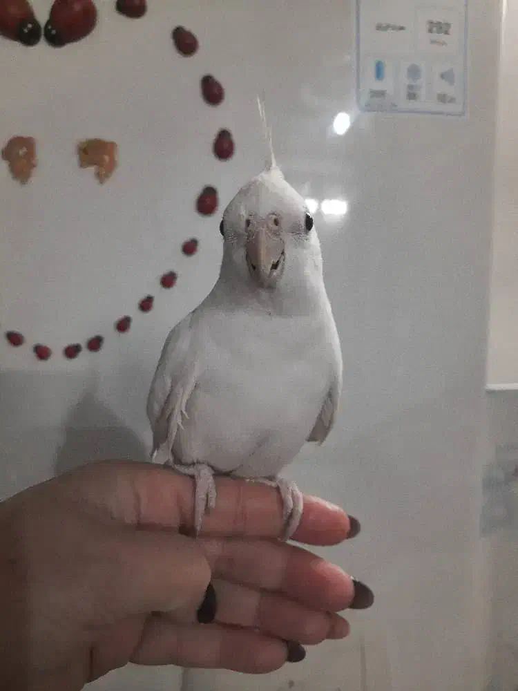 یک جفت عروس هلندی درجه یک|پرنده|برخوار, |دیوار