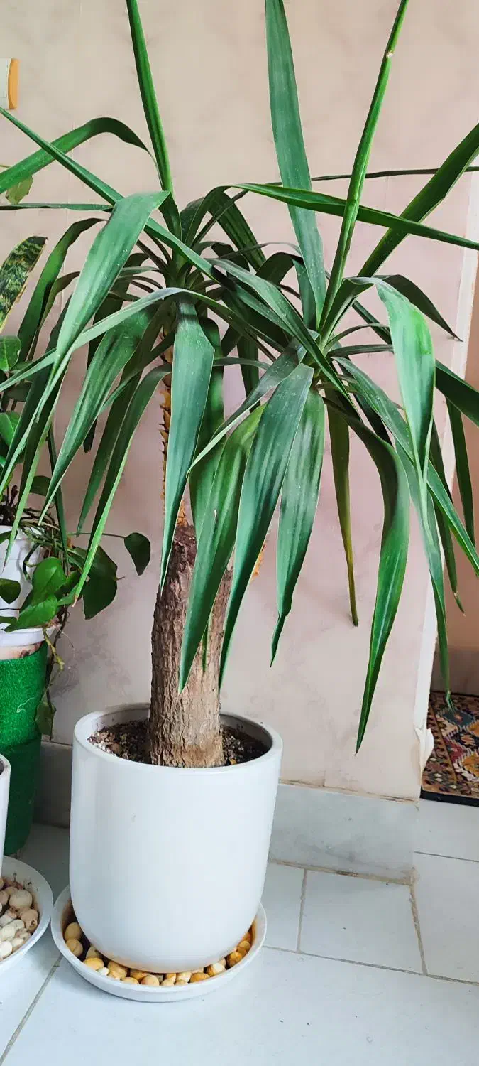 گل یوکا تنه قوی|گل و گیاه طبیعی|بیرجند, |دیوار