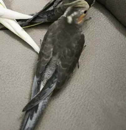 عروس هلندی سینامون جوجه|پرنده|قم, بنیاد|دیوار