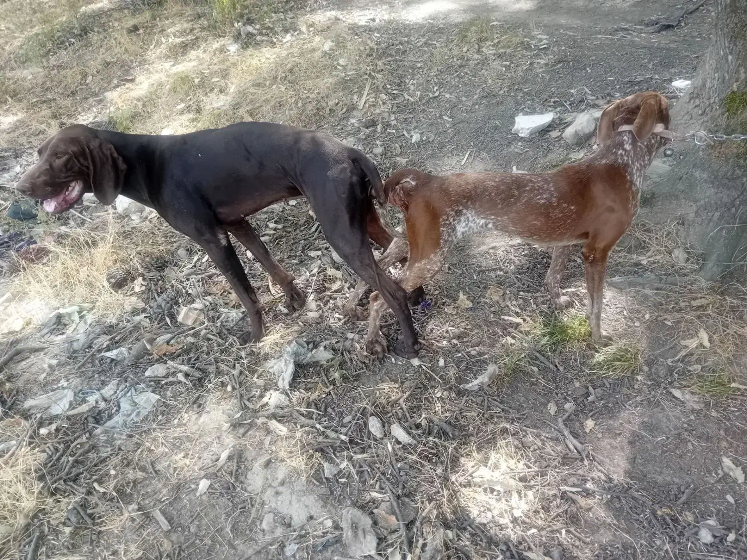 دنبلانی تول|سگ|کلاله, |دیوار