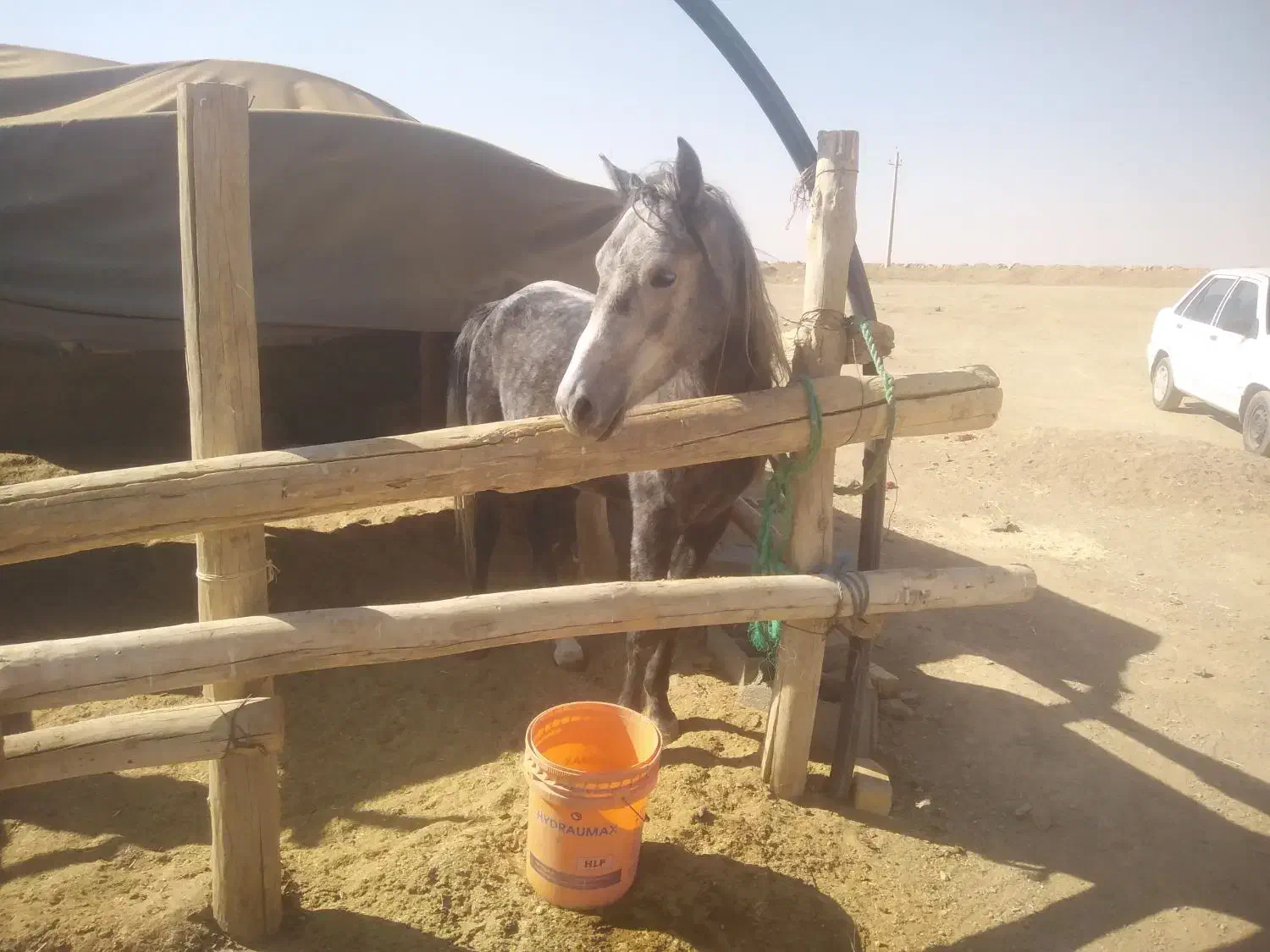 فروش اسب نر سه ساله|اسب و تجهیزات اسبسواری|خمین, |دیوار