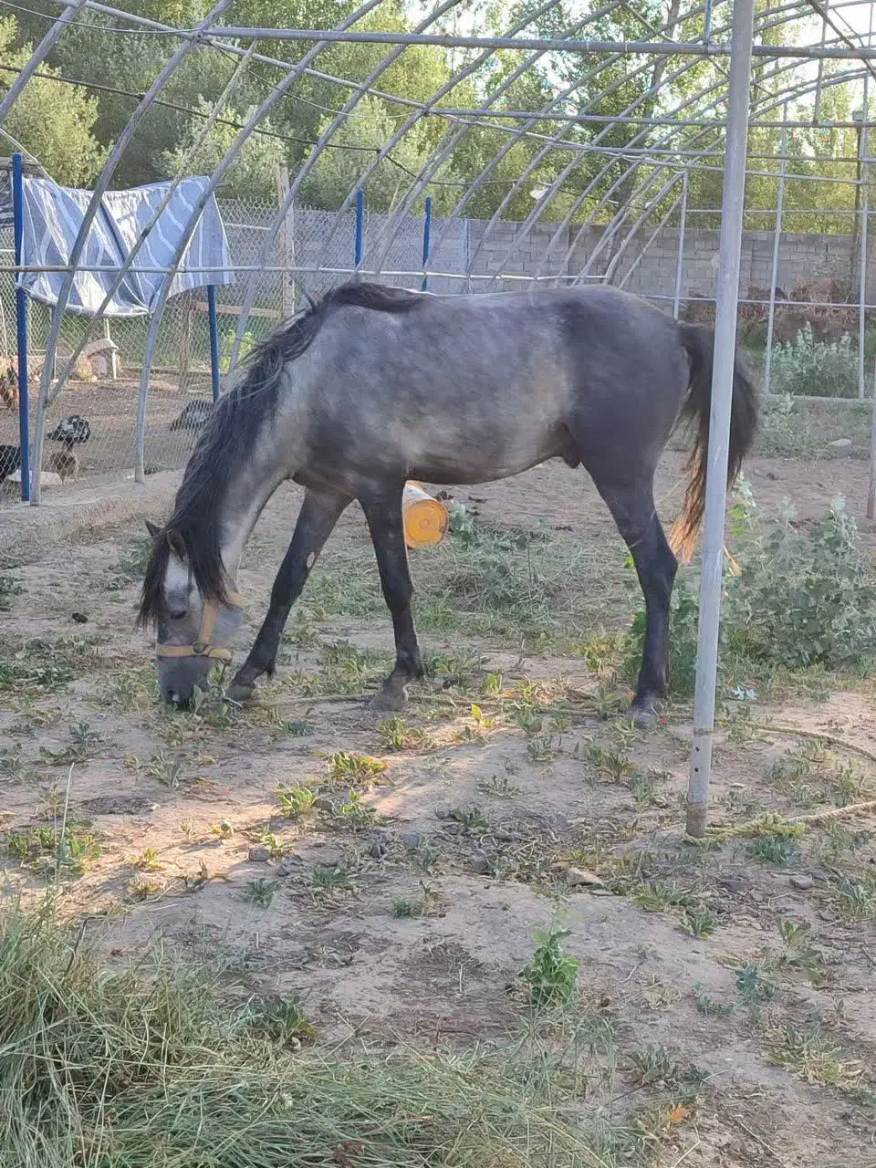 اسب نر ۴ ساله|اسب و تجهیزات اسب‌سواری|سراب, |دیوار