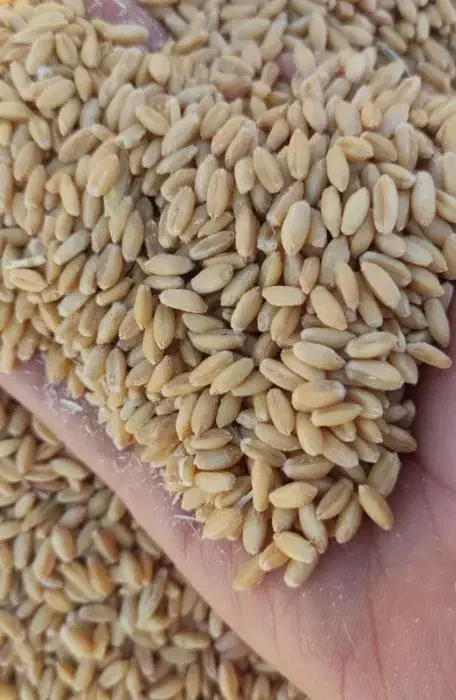 بذر گندم دیم بوجاری شده|خدمات باغبانی و درختکاری|نوبران, |دیوار