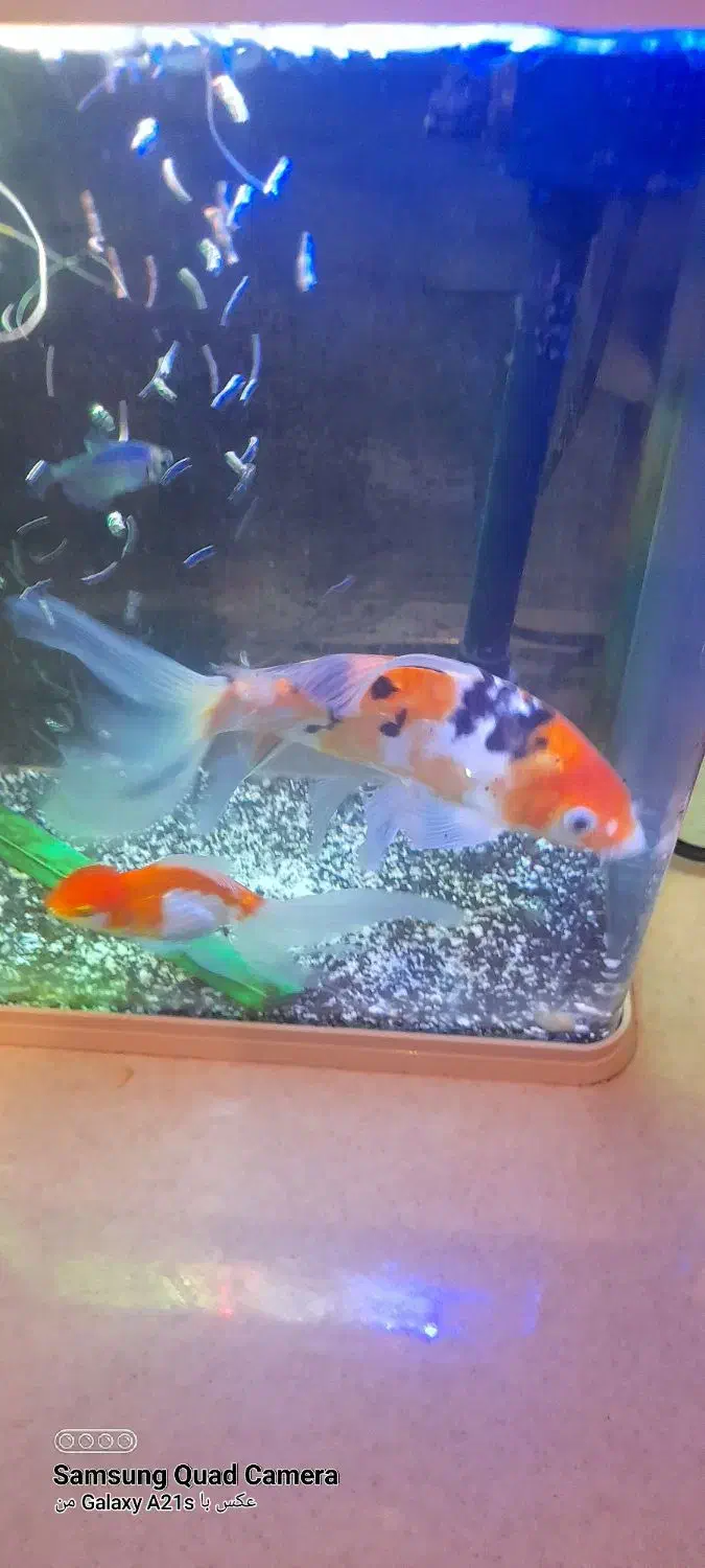 ماهی کویی سوپر باله|ماهی|مشهد, بهارستان|دیوار