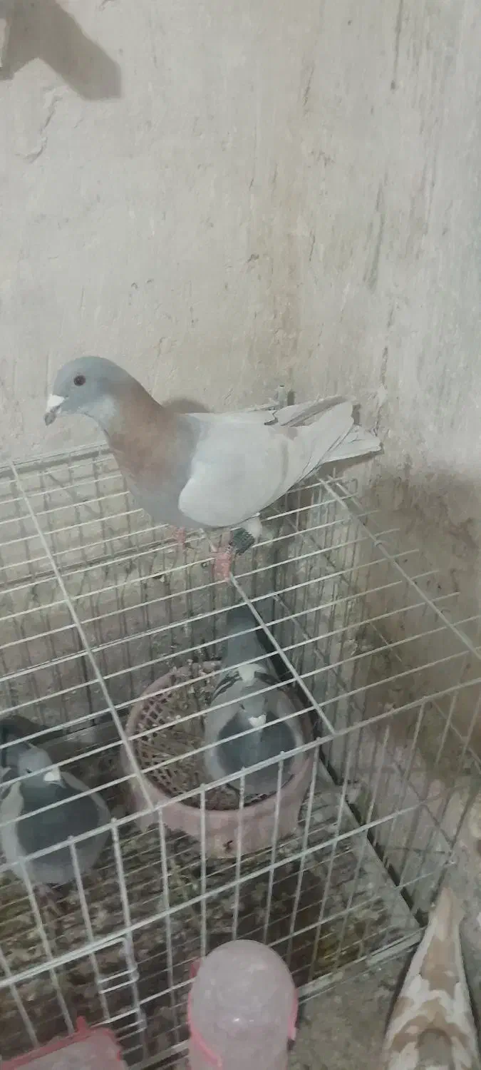 پلاکی|پرنده|شیراز, داریون|دیوار