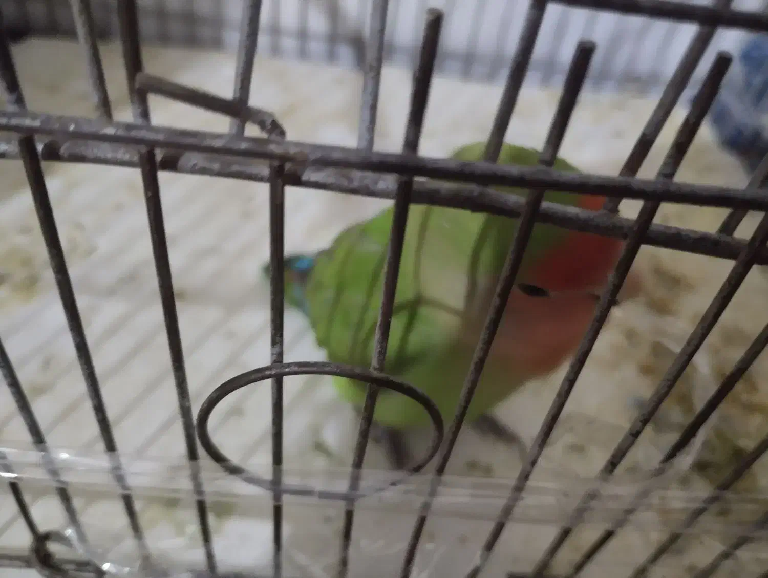 طوطی|پرنده|شیروان (خراسان), |دیوار