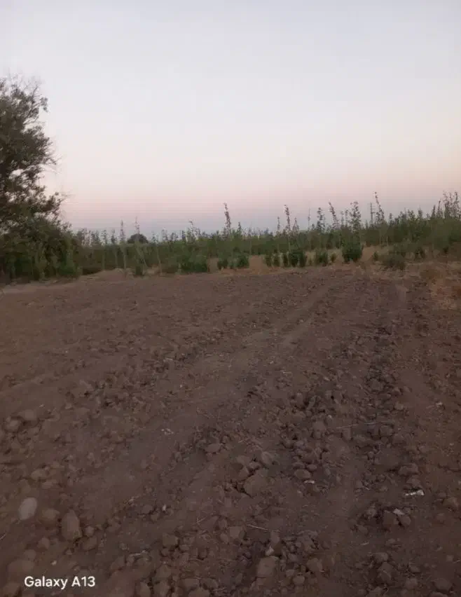 باغچه|اجارهٔ دفتر صنعتی، کشاورزی، تجاری|قلعه نو, |دیوار