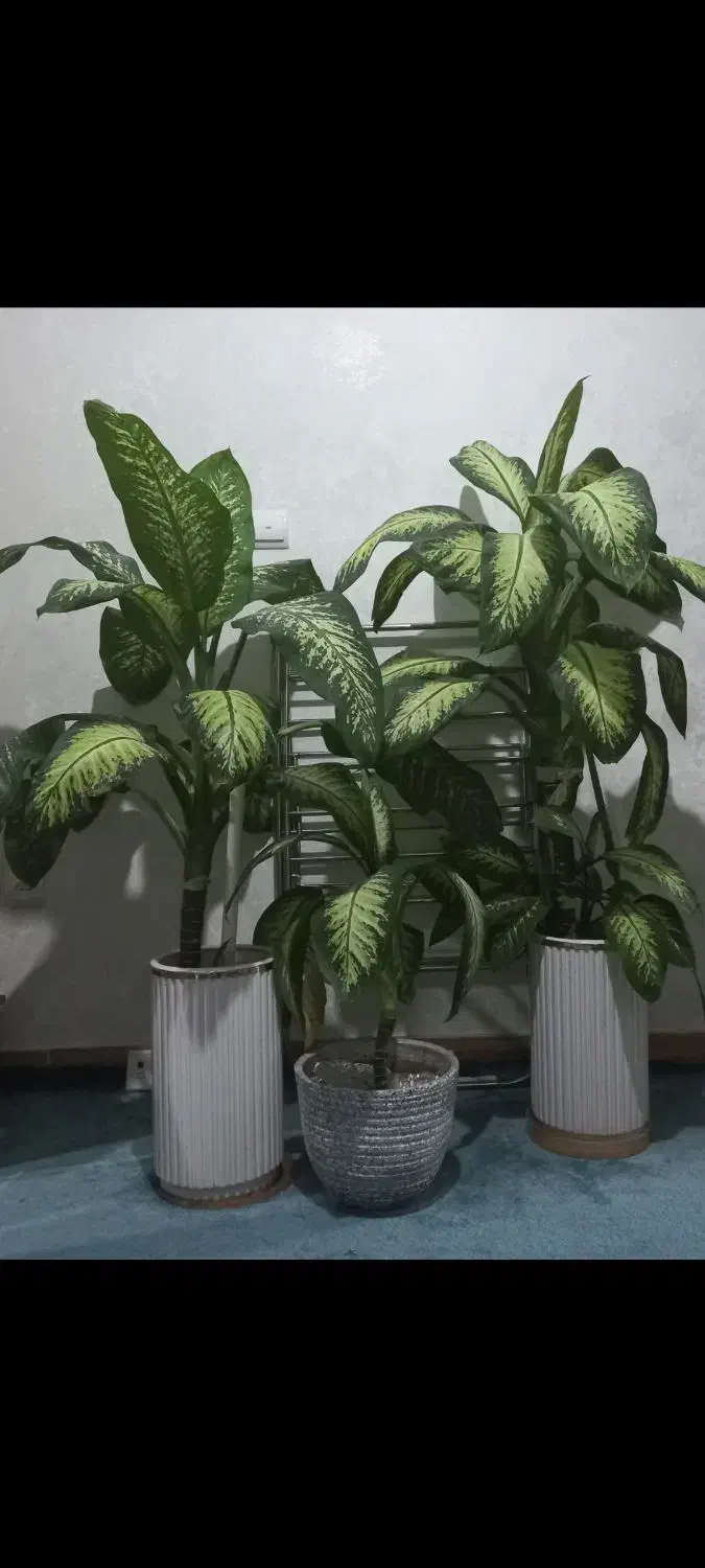 گل های بسیار زیبا|گل و گیاه طبیعی|چهاردانگه (تهران), |دیوار