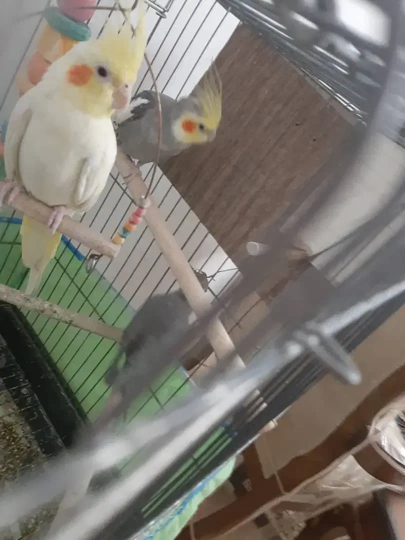 عروس هلندی نر وماده|پرنده|ری, شهرک نظامی|دیوار