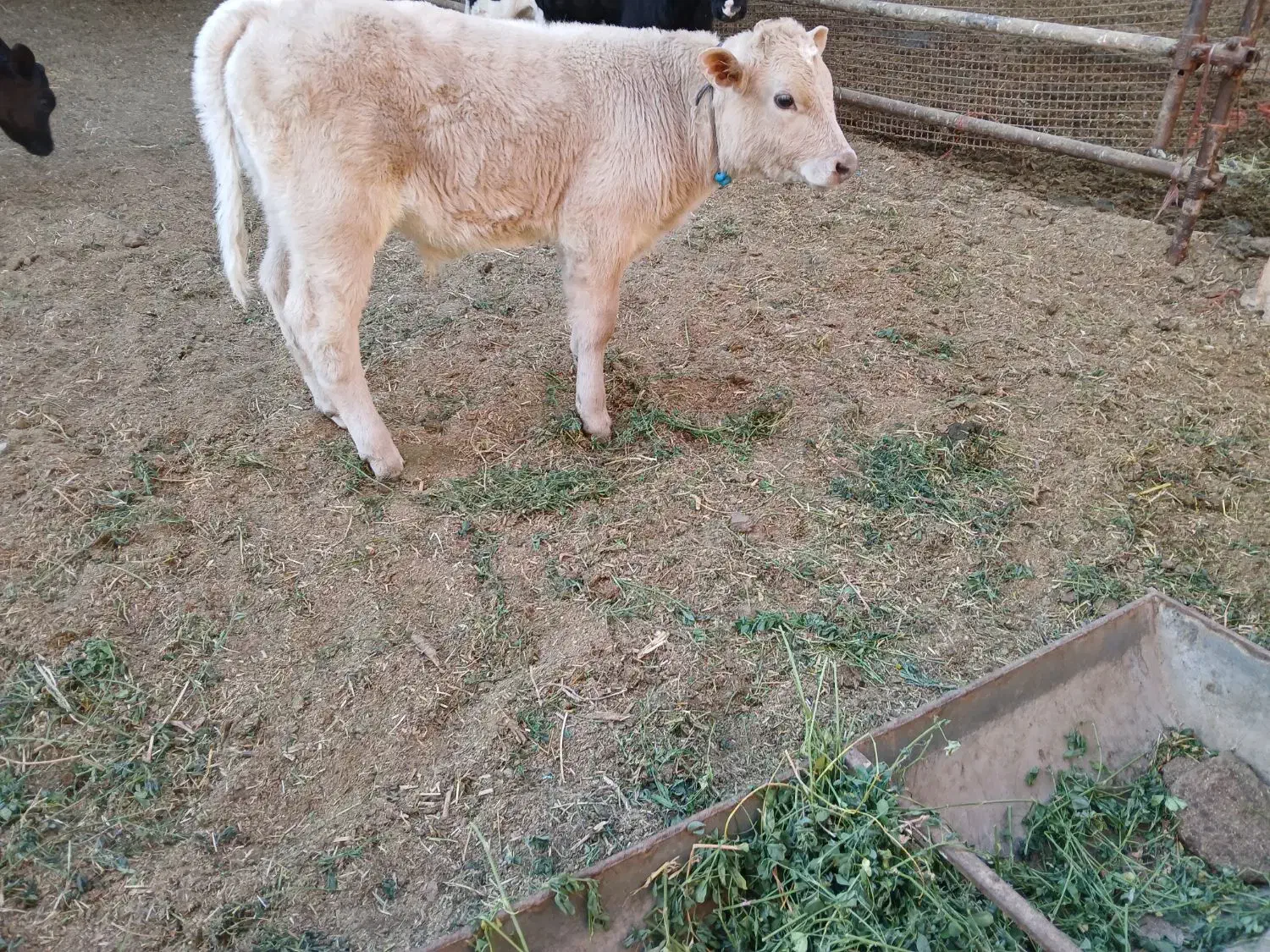 گاوگوساله|حیوانات مزرعه|بروجرد, |دیوار