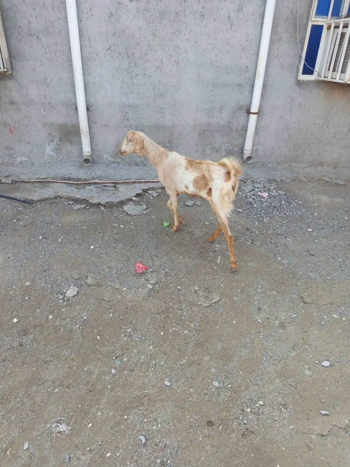 بزداشتی|حیوانات مزرعه|میناب, |دیوار