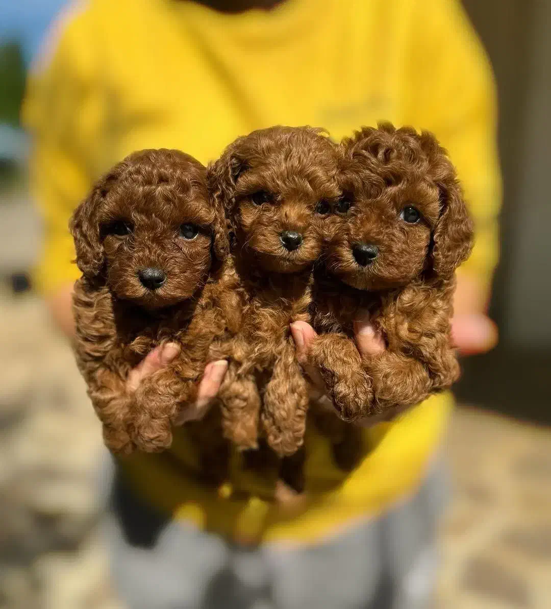 سگ پودل|سگ|تهران, شهرک آزمایش|دیوار