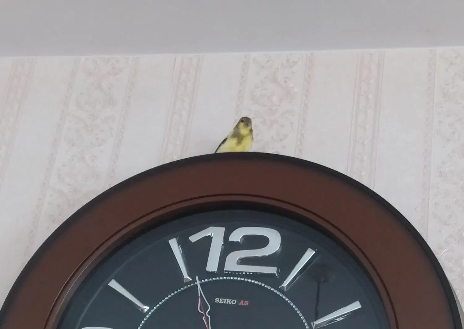 قناری|پرنده|اردبیل, |دیوار