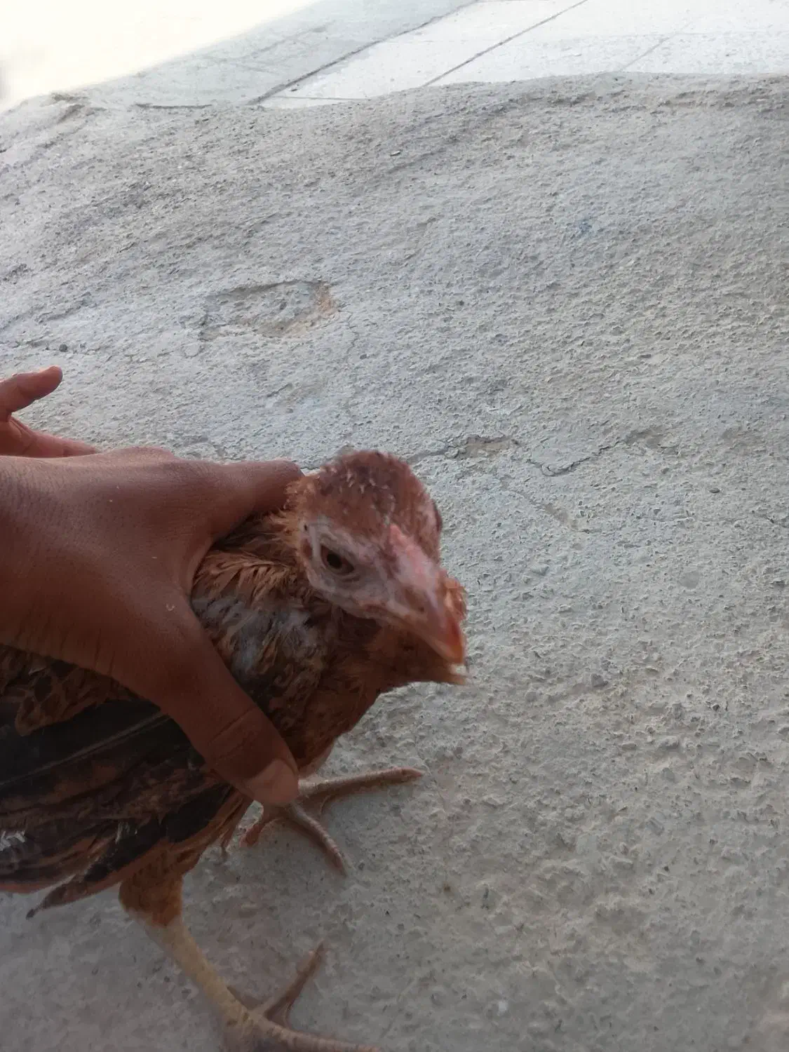 مرغ فروشی فوری ۴ عدد|حیوانات مزرعه|سراوان, |دیوار