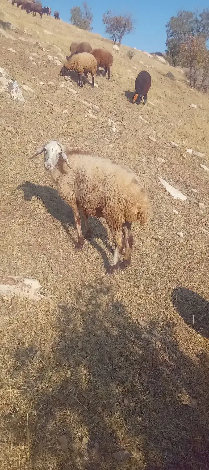 بره ماده|حیوانات مزرعه|کوهدشت, |دیوار