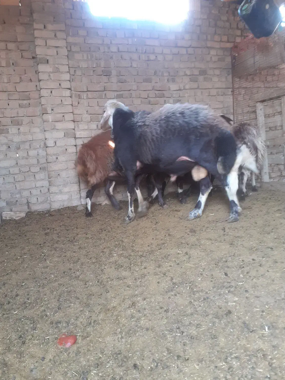 قوچ|حیوانات مزرعه|کوزران, |دیوار