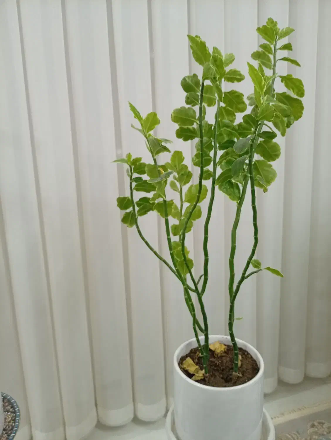 گل ها|گل و گیاه طبیعی|سبزوار, طبرسی (جعفرآباد)|دیوار