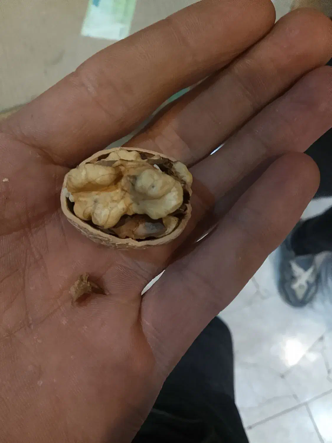 گردو|حراج|دلیجان, |دیوار