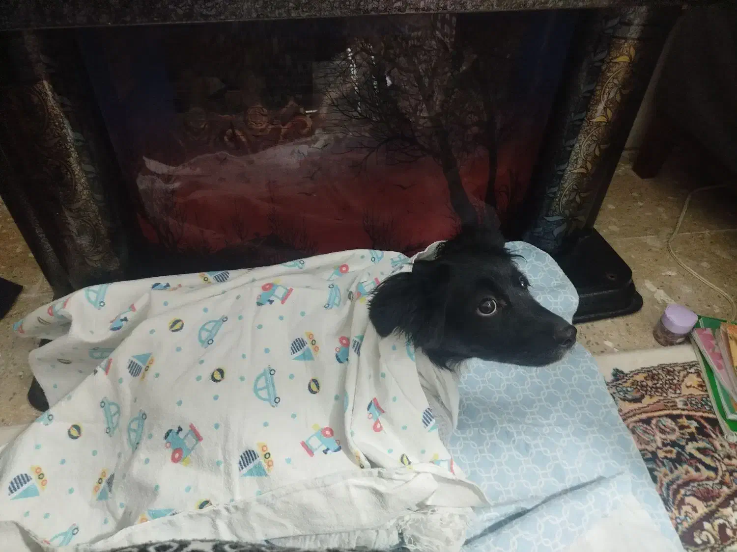 چیتزو تربیت شده|سگ|تهران, خاوران|دیوار