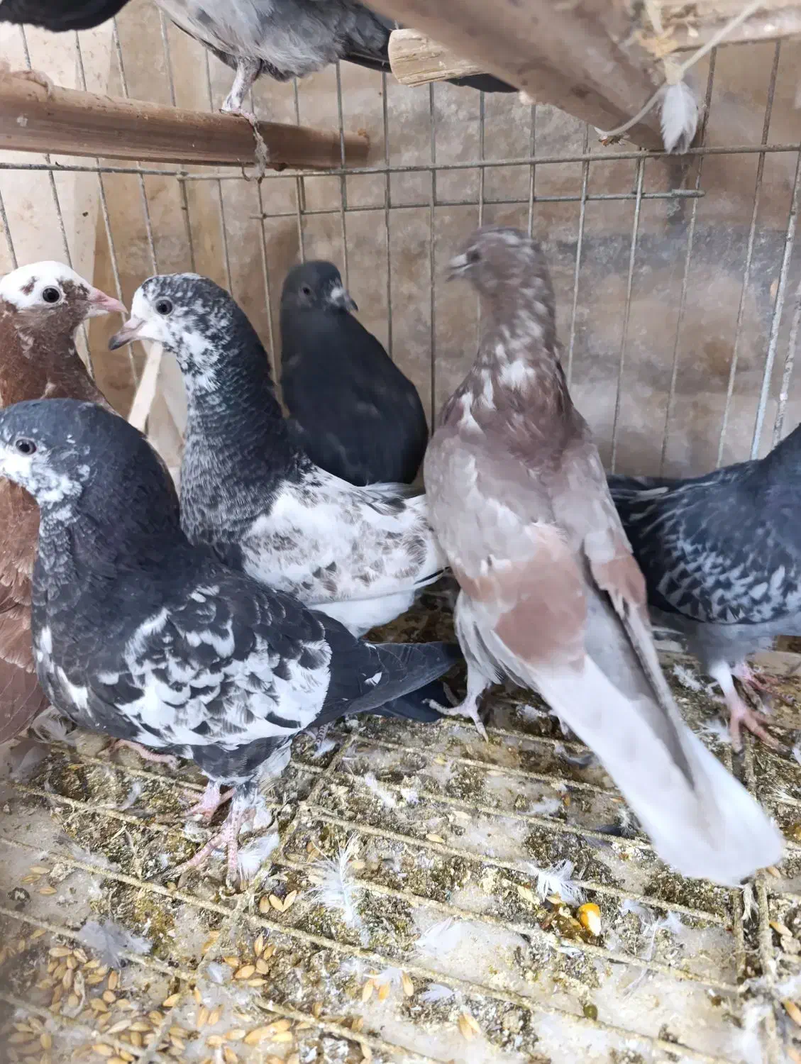 جوجه کفتر پرشی|پرنده|بافق, |دیوار