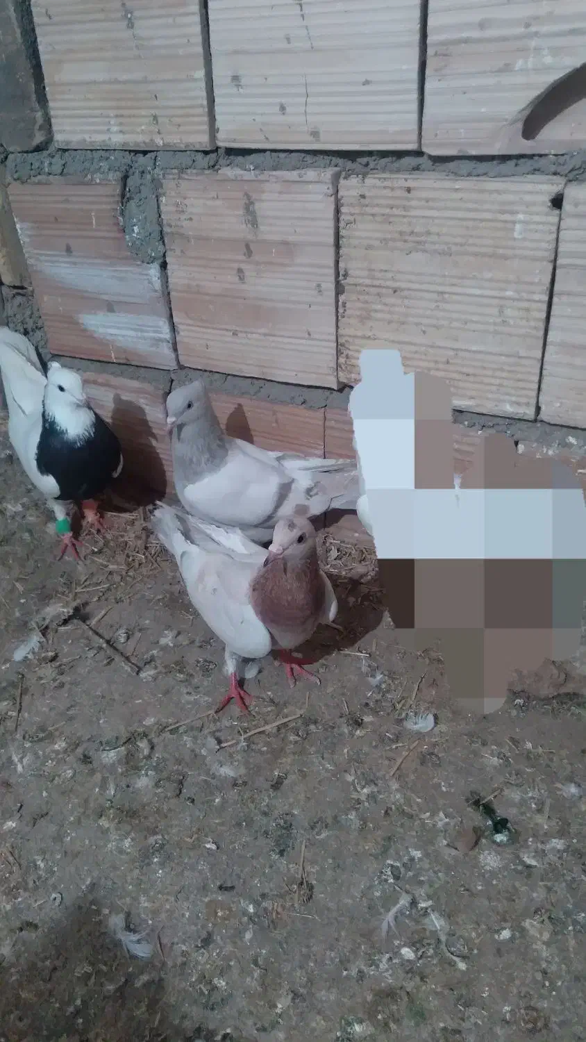 کفتر|پرنده|اسفراین, |دیوار